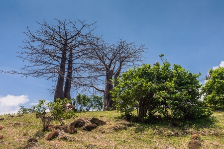 Adansonia suarezensis (Suarez Baobab) in the Antsiranana bay, north of Madagascarの写真素材