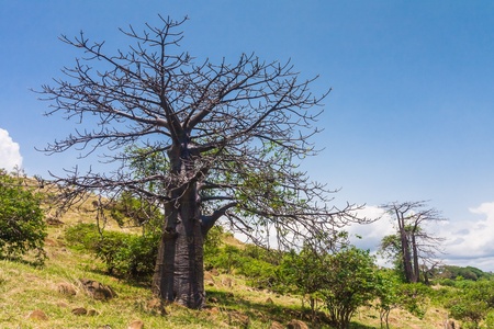 Adansonia suarezensis (Suarez Baobab) in the Antsiranana bay, north of Madagascarの写真素材