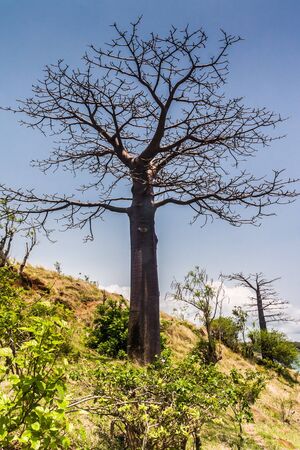 Adansonia suarezensis (Suarez Baobab) in the Antsiranana bay, north of Madagascarの写真素材