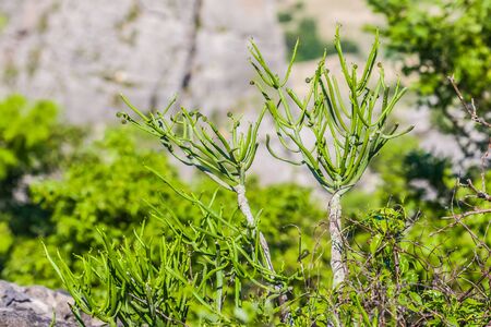 Typical vegetation of northern Madagascarの写真素材