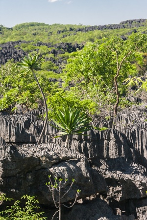 The Tsingy of Ankarana, northern Madagascarの写真素材