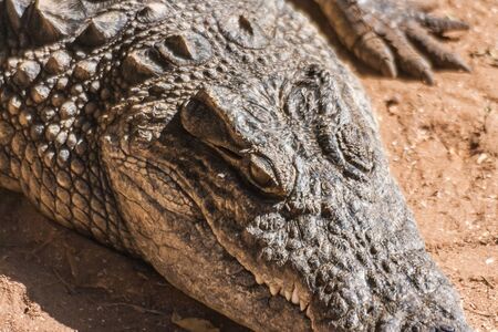 Nile crocodile in Fort Dauphin (Tolagnaro), southern Madagascarの写真素材
