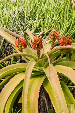 Aloe vera in bloom in southern Madagascarの写真素材