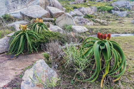 Aloe vera in bloom in southern Madagascarの写真素材