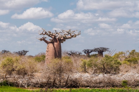 Baobabs forest near Andavadoaka, western Madagascarの写真素材
