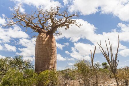 Baobab near Andavadoaka, western Madagascarの写真素材