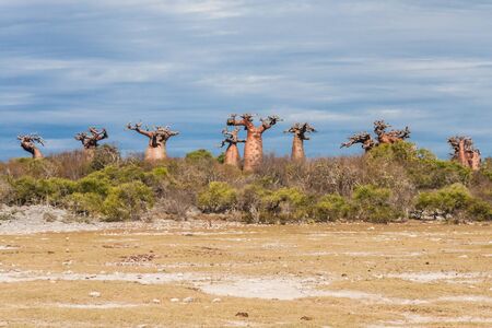 Baobabs near Andavadoaka, western Madagascar