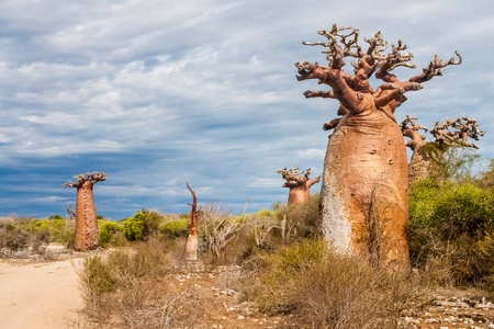 Baobabs near Andavadoaka, western Madagascarの写真素材