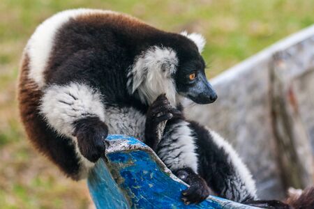Brown and white lemur Vari (ruffed lemur)  in the east of Madagascar