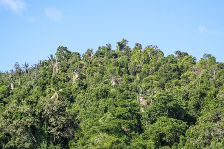 The Masoala forest in eastern Madagascar の写真素材