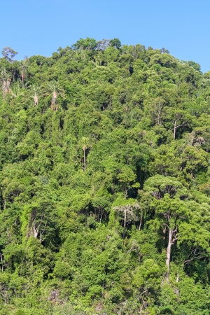 The Masoala forest in eastern Madagascar の写真素材