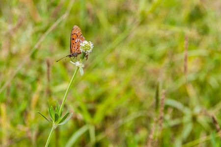Beautiful butterfly on a flowerの写真素材