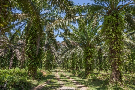 Oil palm plantation in eastern Madagascarの写真素材