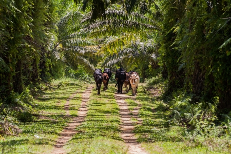 Herd of zebus in the lush of eastern Madagascarの写真素材