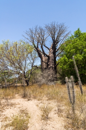 Baobabs and dry vegetation of south western Madagascarの写真素材