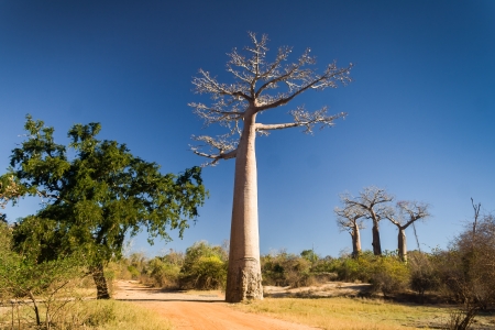 The Alley  or avenue  of baobabs near Morondava in western Madagascarの写真素材