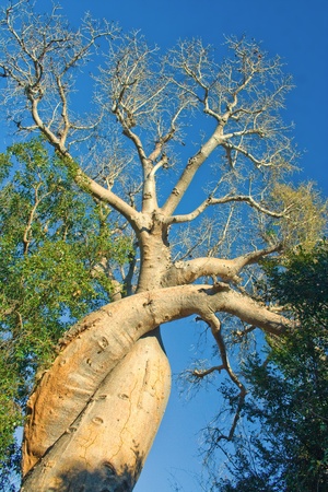 The lovely baobab near Morondava,  western Madagascarの写真素材