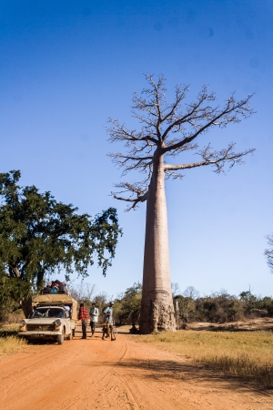Malagasy people traveling in the bush taxi (taxi brousse) beside the large baobab on july 3, 2006, in western Madagascarのeditorial素材