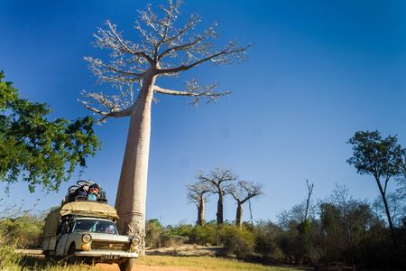 Malagasy people traveling in the bush taxi (taxi brousse) beside the large baobab on july 3, 2006, in western Madagascarのeditorial素材