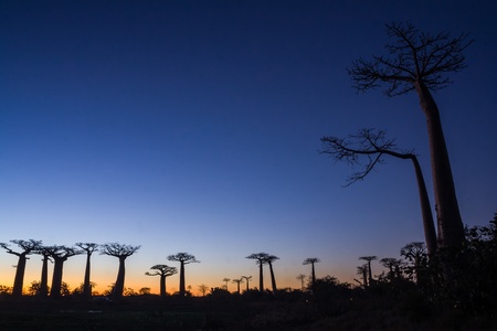 Sunset on the Baobab Alley of Morondava, western Madagascar