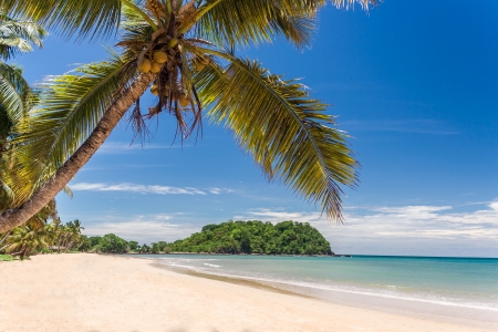 Beautiful tropical sandy beach, seascape with palm treesの写真素材