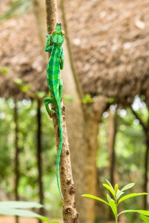 Panther chameleon  furcifer pardalis  of Nosy Komba  Nosy Be , Madagascarの写真素材