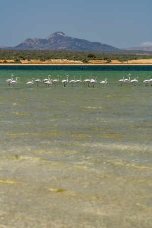 White flamingos in southern Madagascarの写真素材