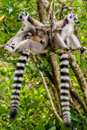 Family of lemur Catta (Maki) in the Nahampohana reserve, Madagascar