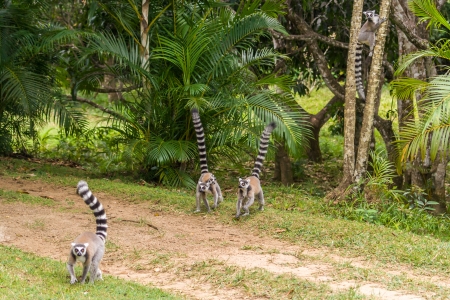Group of lemur Catta (Maki) in the Nahampohana reserve, Madagascarの写真素材