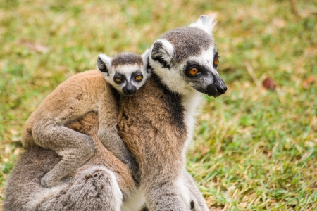 Mother lemur Catta (Maki) and his baby in the Nahampohana reserve, Madagascar