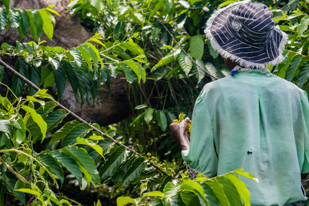 NOSY BE, MADAGASCAR - APR 9: Unidentified malagasy woman harvesting ylang-ylang in Nosy Be, Madagascar on apr 9, 2008.のeditorial素材