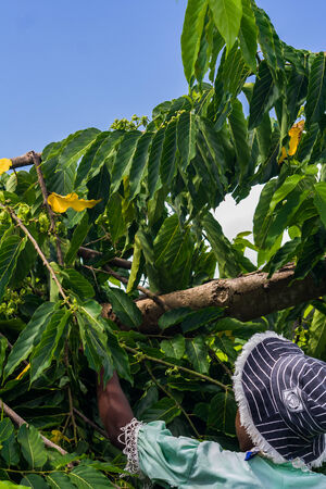 NOSY BE, MADAGASCAR - APR 9: Unidentified malagasy woman harvesting ylang-ylang in Nosy Be, Madagascar on apr 9, 2008.のeditorial素材