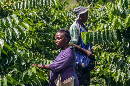 NOSY BE, MADAGASCAR - APR 9: Unidentified malagasy women harvesting ylang-ylang in Nosy Be, Madagascar on apr 9, 2008.のeditorial素材