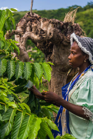 NOSY BE, MADAGASCAR - APR 9: Unidentified malagasy woman harvesting ylang-ylang in Nosy Be, Madagascar on apr 9, 2008.のeditorial素材
