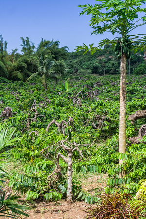 Ylang-Ylang plantation in Nosy Be, Madagascarの写真素材