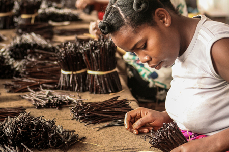Sambava, Madagascar, Jan 12 : A Malagasy worker manufacturing vanilla in Sambava, Madagascar on January 12, 2017のeditorial素材