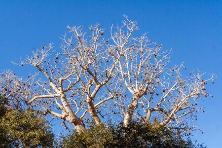Baobab tree in fruits near Morondava, eastern Madagascarの写真素材