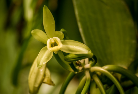 Vanilla planifolia, orchid flower of vanilla from Madagascarの写真素材