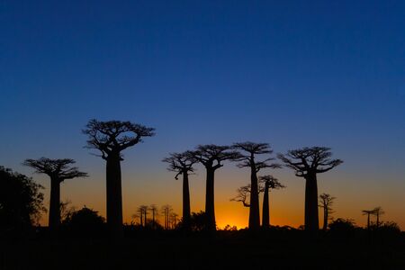 Sunset on the Baobab Alley of Morondava, western Madagascarの写真素材