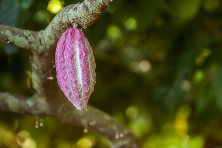 Cocoa pod from Ambanja, Madagascarの写真素材
