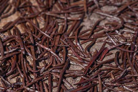 Drying Bourbon vanilla in eastern Madagascarの写真素材