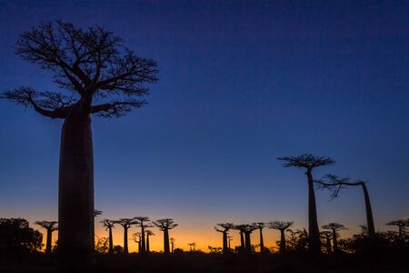 Sunset on the Baobab Alley of Morondava, western Madagascarの写真素材