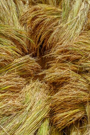 Rice harvest in the highlands of Madagascarの写真素材