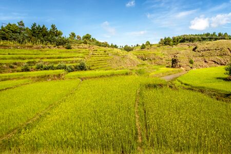 Paddy field in terrace in Madagascar highlandsの写真素材
