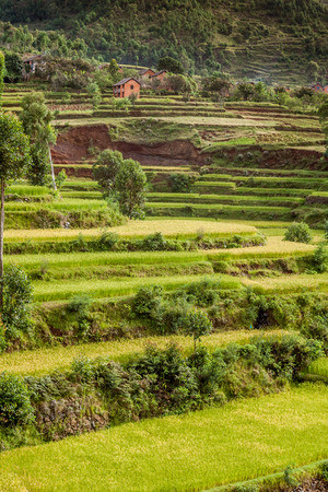 Paddy field in front of a rural village in Madagascar highlandsの写真素材
