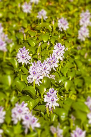 Water hyacinths in Madagascarの写真素材
