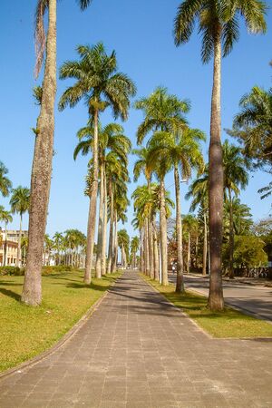 Aligned palm trees in the Independence Avenue of Tamatave (Toamasina), Madagascarの写真素材
