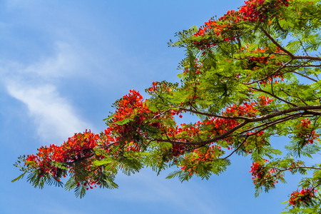 Flamboyant tree on the Pangalanes Canal, Madagascarの写真素材