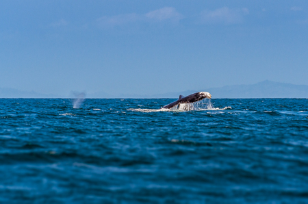 Young humpback whale jumping, tourist attraction in Madagascar during their gestationの写真素材