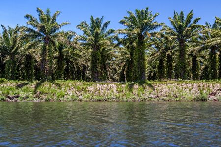 Oil palm plantation of Toamasina, east of Madagascarの写真素材